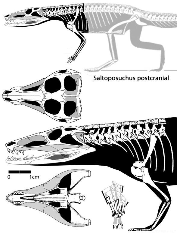 Erpetosuchus Erpetosuchus588jpg