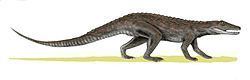 Erpetosuchus Erpetosuchus Wikipedia