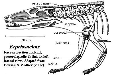 Erpetosuchus Palaeos Vertebrates Archosauria Other Suchia