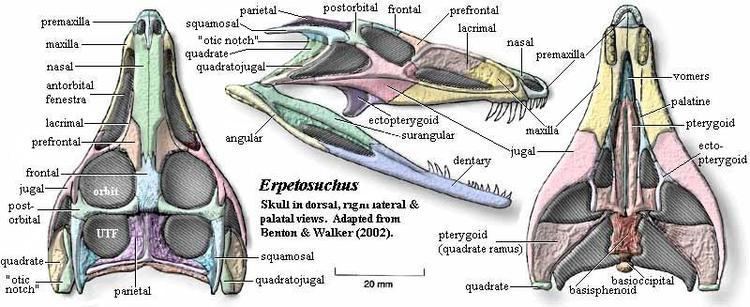 Erpetosuchus Palaeos Vertebrates Archosauria Other Suchia