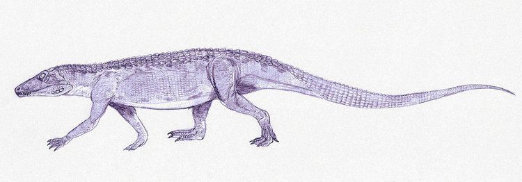 Erpetosuchus Erpetosuchus by Kahless28 on DeviantArt