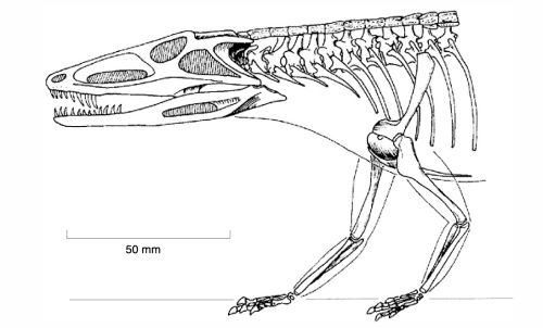 Erpetosuchus Erpetosuchus granti Palaeocritti a guide to prehistoric animals