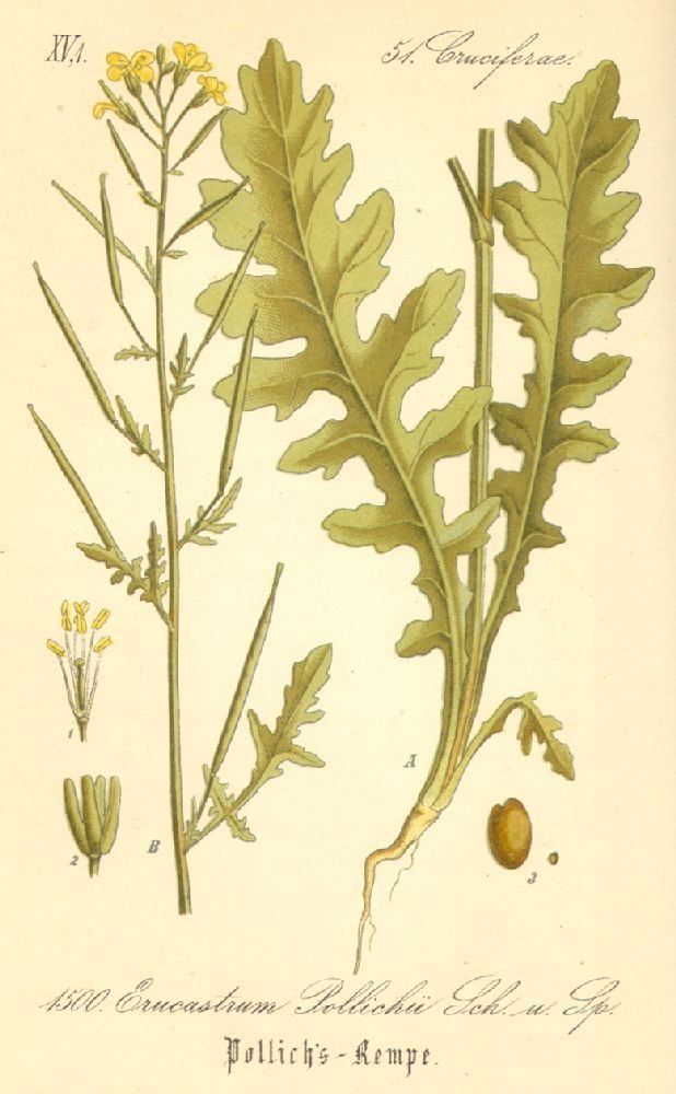 Erucastrum Erucastrum pollichii Brassicaceae image 26386 at PlantSystematicsorg