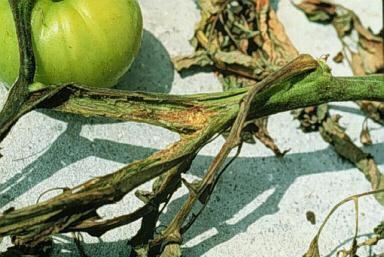 Erwinia Erwinia Hollow Stem and Soft Rot Florida Tomato Scouting Guide