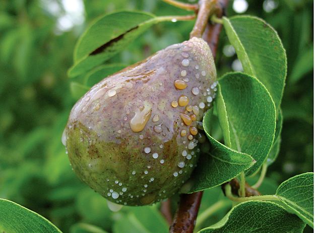 Erwinia Fire blight of pear caused by Erwinia amylovora