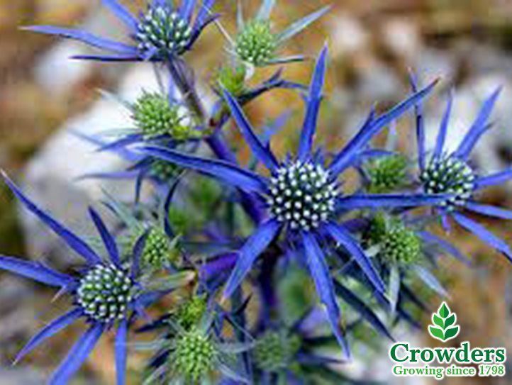 Eryngium amethystinum Blue Sea Holly Perennial amp Perennial Flowers gt Eryngium