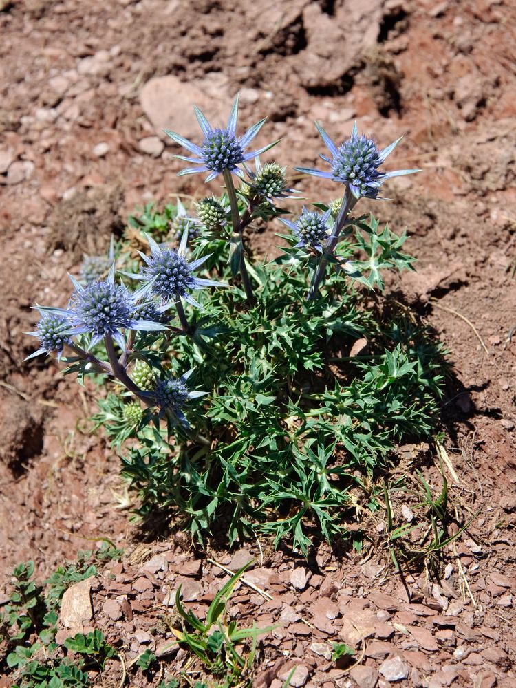 Eryngium bourgatii httpsuploadwikimediaorgwikipediacommons88