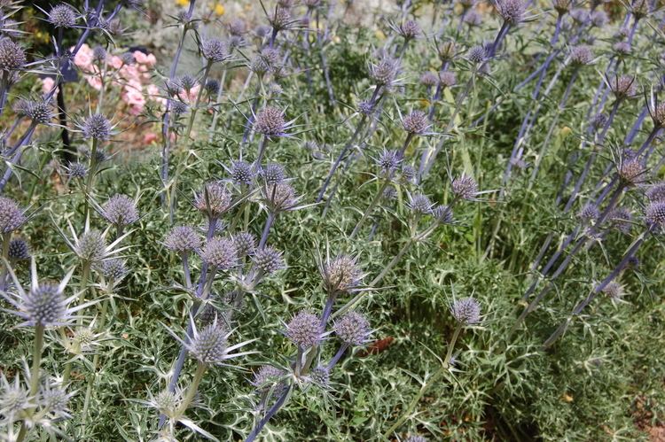 Eryngium bourgatii Eryngium bourgatii landscape architect39s pages