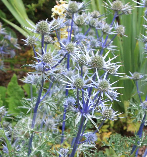 Eryngium bourgatii Buy sea holly Eryngium bourgatii Delivery by Crocus