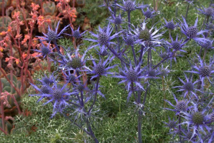 Eryngium bourgatii Eryngium bourgatii 39Oxford Blue39 Lambley Nursery