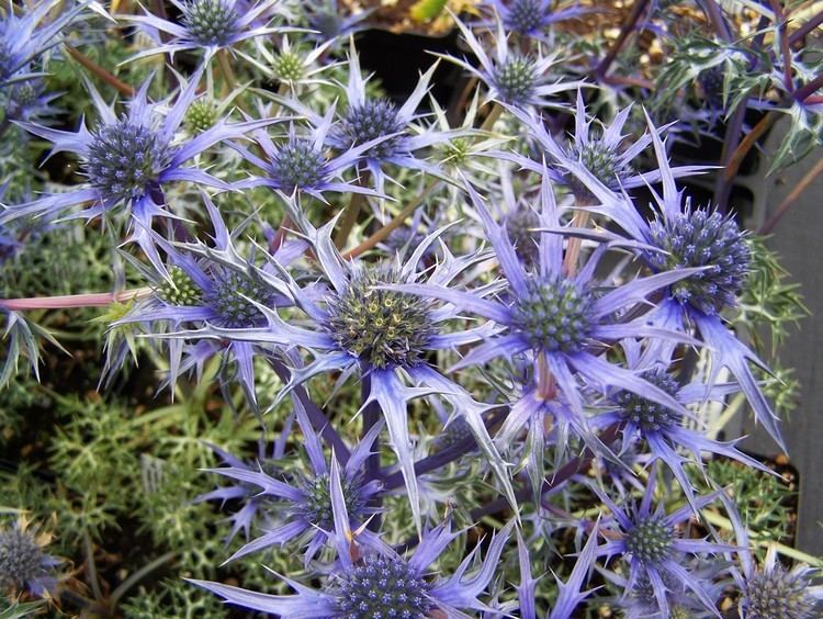 Eryngium bourgatii Buy Eryngium bourgatii Jos Eijking and others by mail order