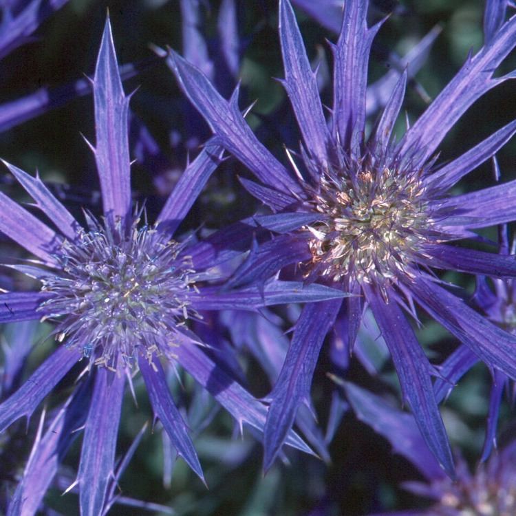 Eryngium bourgatii Buy sea holly Eryngium bourgatii 39Picos Amethyst39 Delivery by Crocus