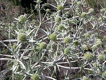 Eryngium campestre httpsuploadwikimediaorgwikipediacommonsthu