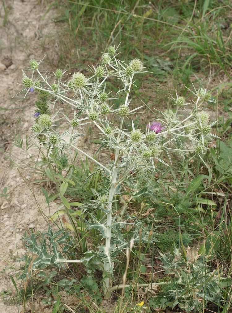 Eryngium campestre FileEryngium campestre 310705cjpg Wikimedia Commons