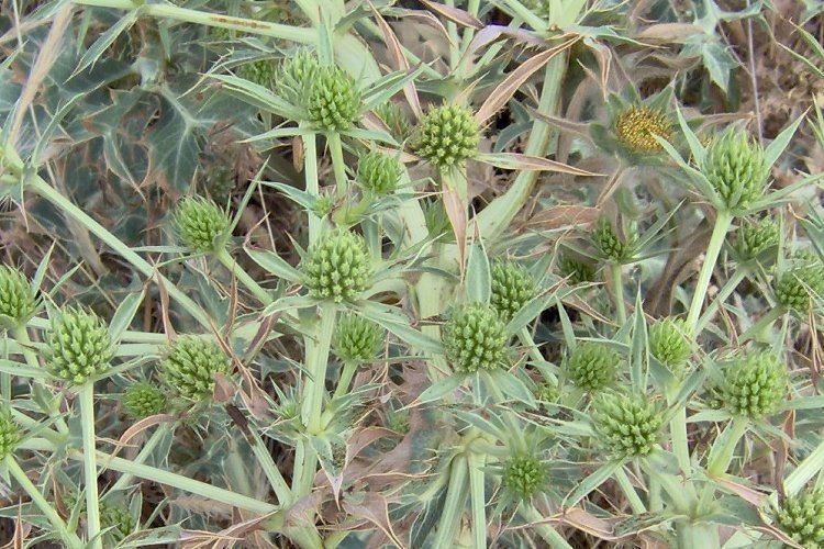 Eryngium campestre Seaholly Eryngium campestre ZHONG WEI Horticultural Products
