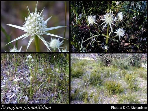 Eryngium pinnatifidum httpsflorabasedpawwagovausciencetimage62