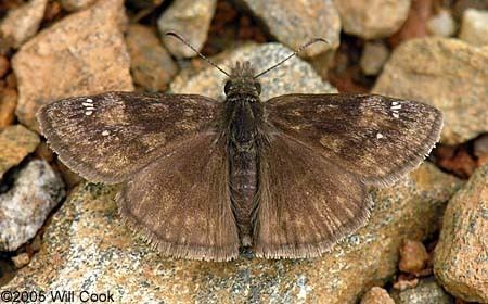 Erynnis baptisiae Wild Indigo Duskywing Erynnis baptisiae