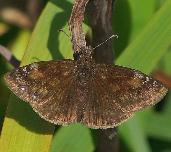 Erynnis baptisiae Wild Indigo Duskywing