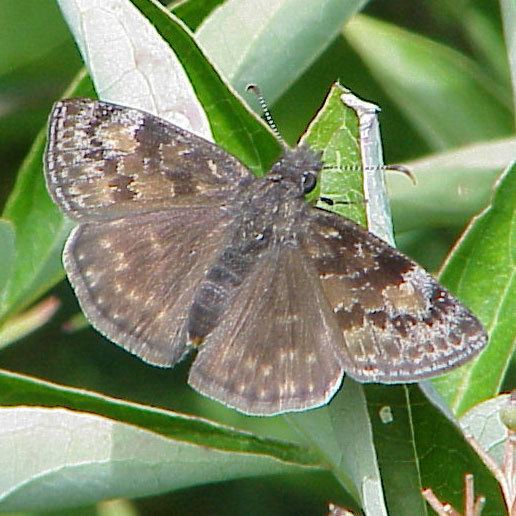 Erynnis baptisiae Wild Indigo Duskywing