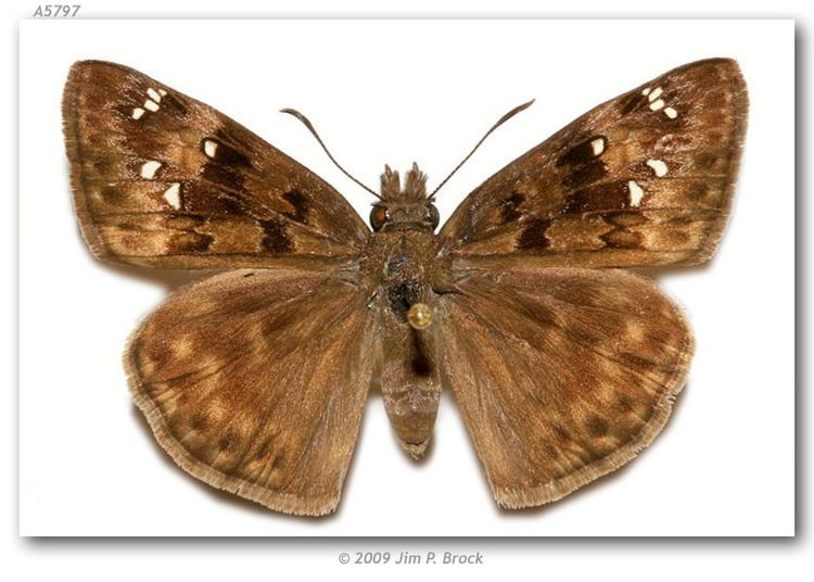 Erynnis horatius Erynnis horatius pinned specimens page 2