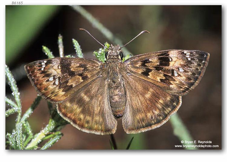 Erynnis horatius Erynnis horatius live adults page 2