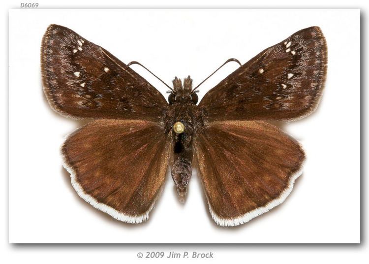 Erynnis juvenalis Erynnis juvenalis clitus pinned specimens