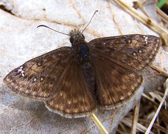 Erynnis juvenalis wwwnabaorgchaptersnabambcspeciesdataErynnis