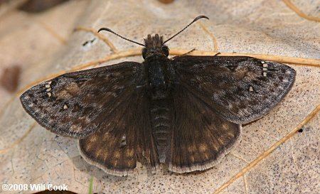 Erynnis juvenalis Juvenal39s Duskywing Erynnis juvenalis