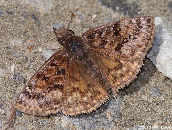 Erynnis martialis Mottled Duskywing Erynnis martialis