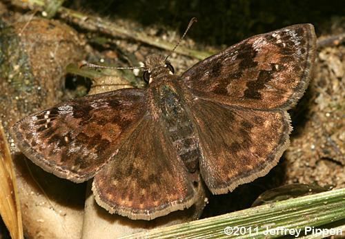 Erynnis martialis mottledduskywing1107134247sandymushzjpg