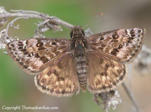 Erynnis martialis Which Duskywing Erynnis martialis BugGuideNet