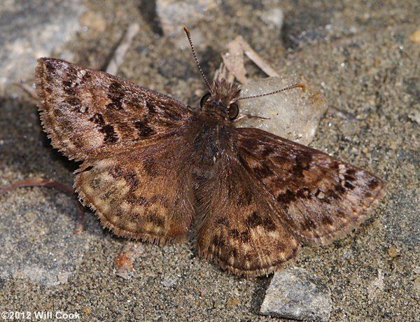 Erynnis martialis Mottled Duskywing Erynnis martialis