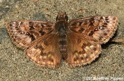 Erynnis martialis mottledduskywing1204097180madisoncozjpg