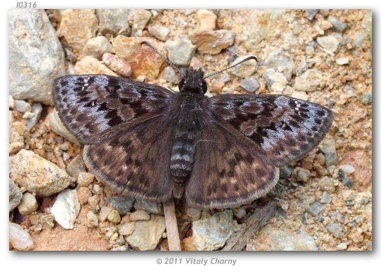 Erynnis martialis Erynnis martialis live adults