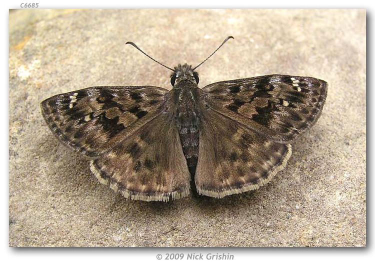 Erynnis martialis Erynnis martialis live adults