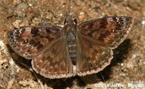 Erynnis martialis mottledduskywing1107134233sandymushzjpg