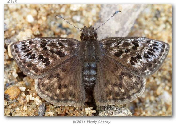 Erynnis martialis Erynnis martialis live adults