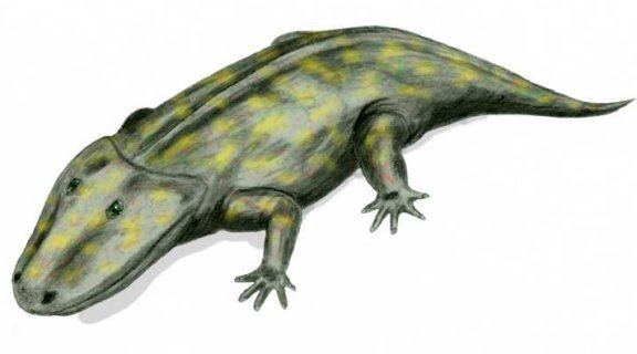 Eryops Eryops megacephalus Prehistoric Animals