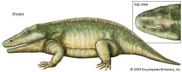 Eryops Eryops fossil amphibian genus Britannicacom