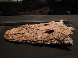 Eryosuchus httpsuploadwikimediaorgwikipediacommonsthu