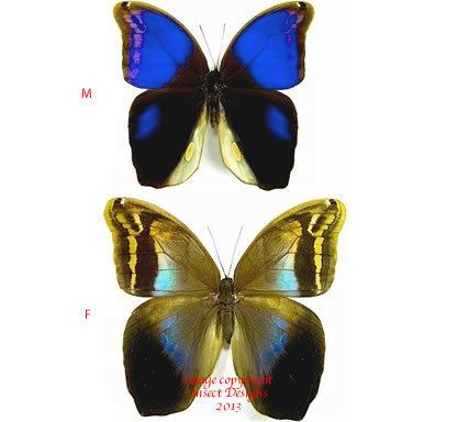 Eryphanis Insect Designs Butterflies and Moths Brassolidae Eryphanis