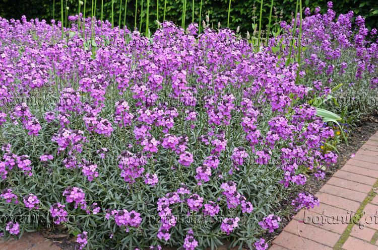 Erysimum Images Erysimum Images and videos of plants and gardens botanikfoto