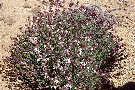 Erysimum Erysimum Wikipedia