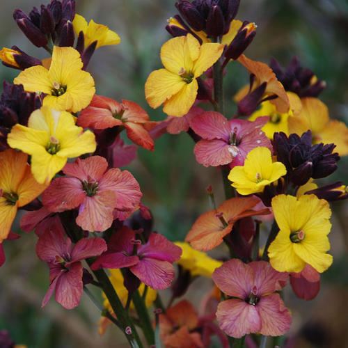 Erysimum ERYSIMUM SEEDS