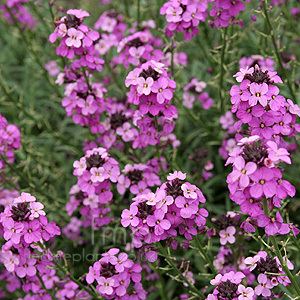 Erysimum 1000 images about Erysimum on Pinterest Twists Deer resistant