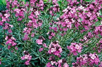 Erysimum Erysimum 39Bowles39s Mauve39 wallflower 39Bowles39s Mauve39RHS Gardening