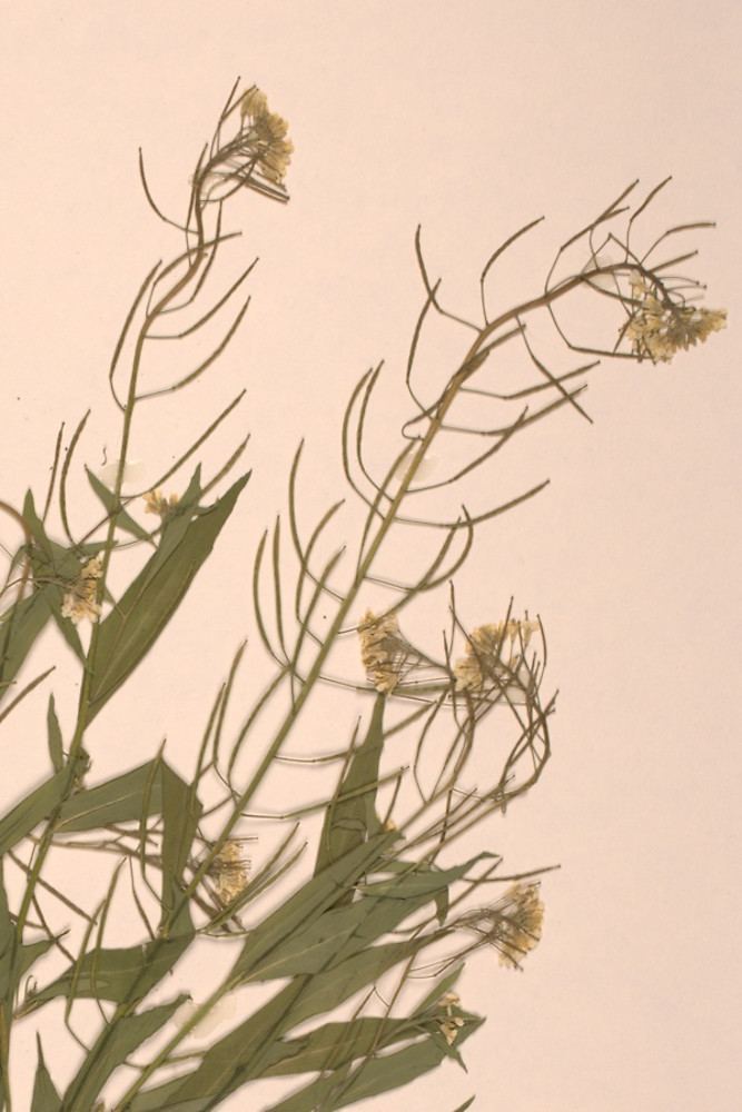 Erysimum cheiranthoides Erysimum cheiranthoides wormseed wallflower Go Botany