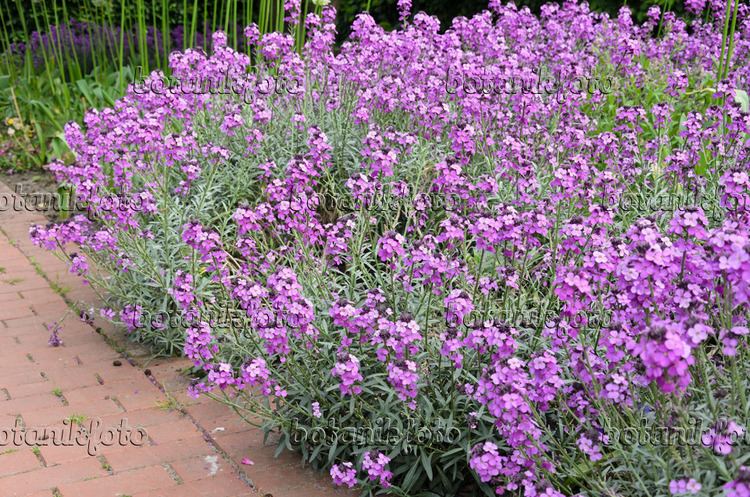 Erysimum Images Erysimum Images and videos of plants and gardens botanikfoto