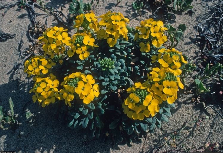 Erysimum menziesii Large image for Erysimum menziesii ssp yadonii Yadon39s wallflower