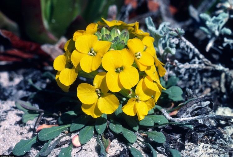 Erysimum menziesii Plants Profile for Erysimum menziesii Menzies39 wallflower